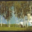 A Majestic Stand of Birch Trees in a Maine Meadow Postcard 967
