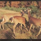 3 Little Deers send Their Greetings Postcard 969 3 Little Deers send Their Greetings Postcard 969