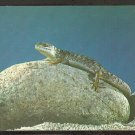 A Lizard sunning on a rock postcard 970 A Lizard sunning on a rock postcard 970