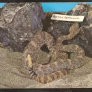 Speckled Rattlesnake In His Habitat Postcard 974