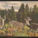 3 Deer in a Rocky Mountains Colorado Meadow 1938 Postcard 972