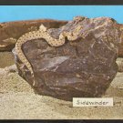 Mojave Desert Sidewinder Snake In Natural Habitat Postcard 978 Mojave Desert Sidewinder Snake In Natural Habitat Postcard 978