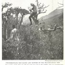 1918 NatGeo Article The Isle of Frankincense by Charles K Moser