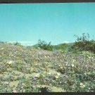 Scenic Desert view of Lavender Sand Verbena Evening Primrose Rare Desert Lilies 996
