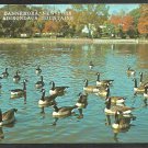 Canadian Geese in Pond Dannemora New York Adirondack Mountains Chrome Postcard 51 Canadian Geese in Pond Dannemora New York Adirondack Mountains Chrome Postcard 51