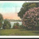 A Lakeside Oleander In Bloom In Florida 1929 White Border Postcard 1088