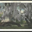 A Tropical Florida Scene Cabin Trees Spanish Moss White Border Postcard 1107
