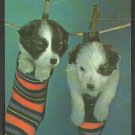 The Monday Wash 2 Adorable Puppies in Socks Hanging From the Wash Line Chrome Postcard 1117 The Monday Wash 2 Adorable Puppies in Socks Hanging From the Wash Line Chrome Postcard 1117