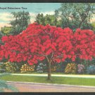 A Flaming Red Royal Poinciana Tree In Florida Linen Postcard 1131