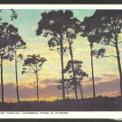 A Beautiful Sunrise Through Caribbean Pines In Florida White Border Postcard 1143