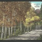 Stunning Autumn Foliage In the Colorado Rockies On A Country Road Lined With Birch Trees 1157