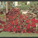 A Lovely Garden Display of Florida Poinsettia Chrome Postcard 1164