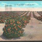 An Orange Grove in Sunny Florida Linen Postcard 1173 An Orange Grove in Sunny Florida Linen Postcard 1173