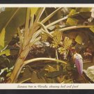 Banana Tree Showing Bud & Fruit Sarasota Jungle Gardens Florida Postcard 306