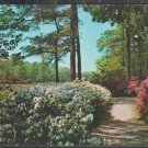 Azaleas In Bloom The Botanical Gardens Norfolk Virginia Pine Trees Walking Path Chrome Postcard 1219 Azaleas In Bloom The Botanical Gardens Norfolk Virginia Pine Trees Walking Path Chrome Postcard 1219