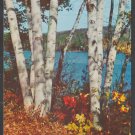 Golden Autumn View of a Stand of Lakeside Birch Trees Chrome Postcard 381