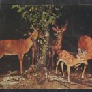 A Family of Deer at tomkins Cove New York Chrome Postcard 1264