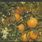 Branch Of A Florida Orange Tree Blooming And Bearing Fruit Chrome Postcard 1283