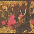 A Beaver Tail Cactus In Bloom Chrome Postcard 1298 A Beaver Tail Cactus In Bloom Chrome Postcard 1298