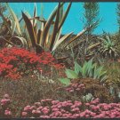 The Flowering Desert of the Great Southwest Arizona Chrome Postcard 1308