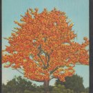 The Kapok Tree Davis Causway Clearwater Florida Linen Postcard 1317 The Kapok Tree Davis Causway Clearwater Florida Linen Postcard 1317