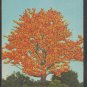 The Kapok Tree Davis Causway Clearwater Florida Linen Postcard 1317