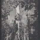Florida's Big Tree Between Sanford and Orlando Chrome Postcard 1330