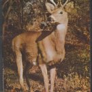 A Regal 6 Point Buck Deer Standing Amidst Autumn Foliage Chrome Postcard 1358 A Regal 6 Point Buck Deer Standing Amidst Autumn Foliage Chrome Postcard 1358