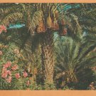 A Colorful Grove Of Date Bearing Palm Trees & Oleanders Chrome Postcard 1359 A Colorful Grove Of Date Bearing Palm Trees & Oleanders Chrome Postcard 1359