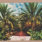 A Grove Of Palms With Giant Date Clusters Ready For Harvesting Chrome Postcard 1360 A Grove Of Palms With Giant Date Clusters Ready For Harvesting Chrome Postcard 1360