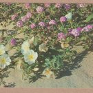 Colorful Sand Verbena and Primrose In Full Bloom Chrome Postcard 1362
