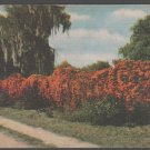 A Stunning Florida Flame Vine In Full Bloom 1954 Linen Postcard 1374