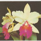 A Beautiful Yellow Orchid In Full Bloom Chrome Postcard 1387