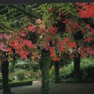 The Butchart Gardens Begonia Bower Victoria BC British Columbia Canada Chrome Postcard 1440