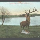 Haverhill MA Winnekenni Park Deer Statue ca 1907 Divided Back Postcard 555