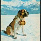 A St Bernard Ready To Rescue In the Italian Alps Chrome Postcard 1531 A St Bernard Ready To Rescue In the Italian Alps Chrome Postcard 1531