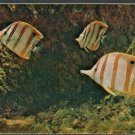 Chelmon-Rostratus Copperband Butterflyfish Oceanographic Museum of Monaco 1554