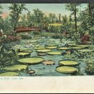 1905 Tuck Postcard St Paul Minnesota The Lilly Pond Como Park 1905 Tuck Postcard St Paul Minnesota The Lilly Pond Como Park