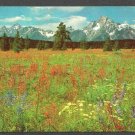 A Lovely Carpet of Wild Flowers Grand Teton National Park Wyoming Chrome 649 A Lovely Carpet of Wild Flowers Grand Teton National Park Wyoming Chrome 649