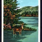 A 4-Point Buck Deer In His Adirondack Mountains Native Wilds 660