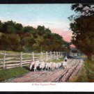 ca 1900 UDB Postcard New England Country Road Wandering Sheep Farmer 684