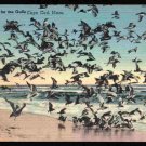 Cape Cod MA Dinner Time For The Gulls 1944 Linen Postcard 686 Cape Cod MA Dinner Time For The Gulls 1944 Linen Postcard 686