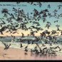 Cape Cod MA Dinner Time For The Gulls 1944 Linen Postcard 686