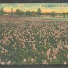 A Field of Water Hyacinths In Florida Linen Postcard 1152 A Field of Water Hyacinths In Florida Linen Postcard 1152