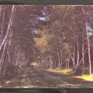 SHELBURNE BIRCHES LINING ROADWAY WHITE MOUNTAINS NEW HAMPSHIRE 905