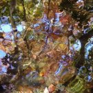 autumn flow