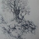 Olive tree