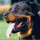 1000+ Rottweiler dog Pictures on CD