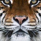 Tiger Face