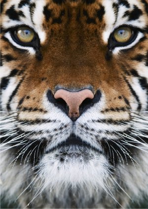 Tiger Face